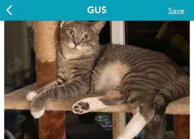Lost cat in Plant City, FL, 33566