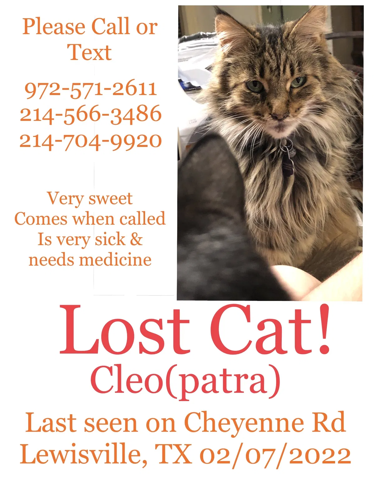 Lost cat in Lewisville, TX, 75077
