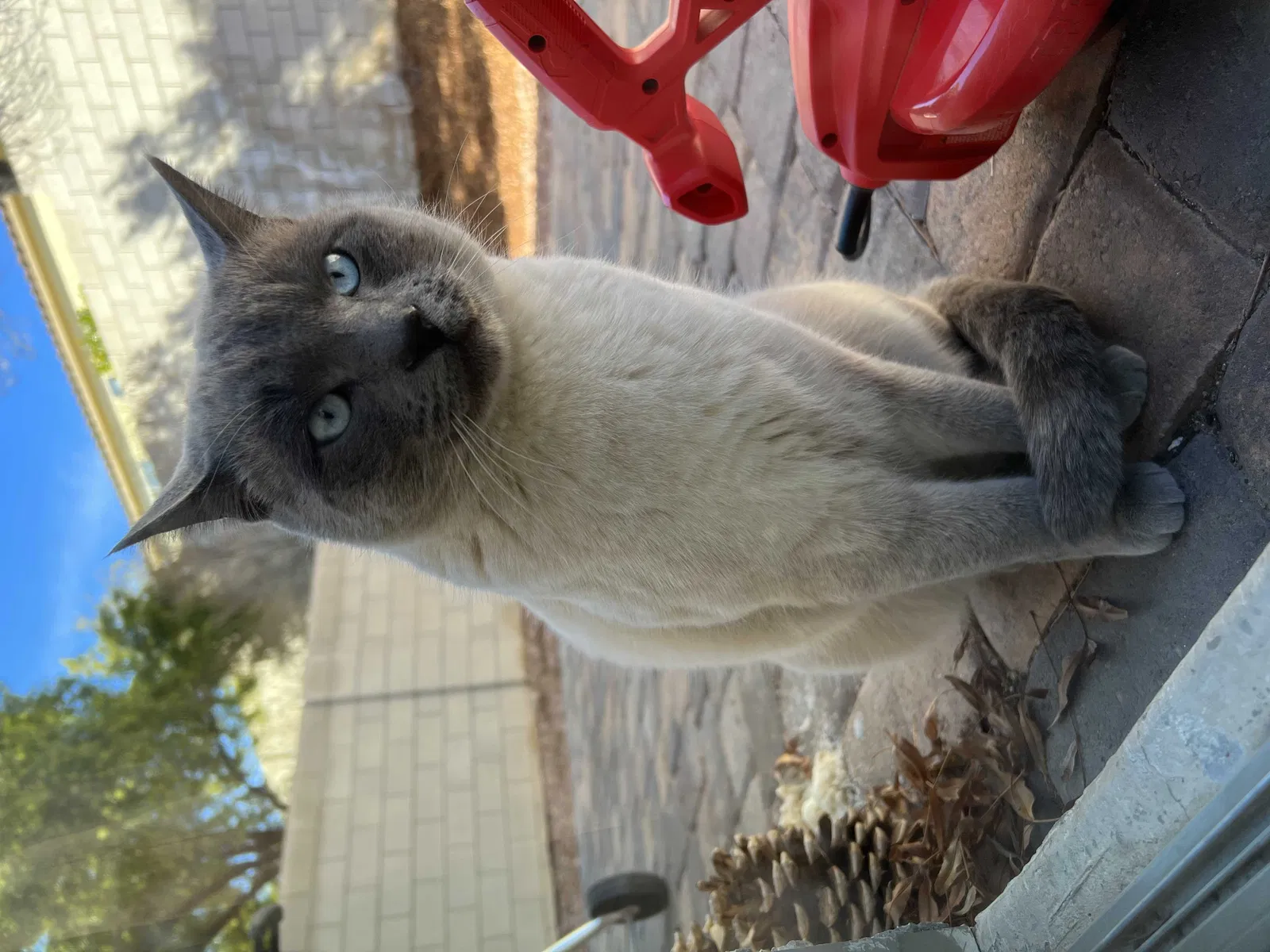 Lost cat in Las Vegas, NV, 89148