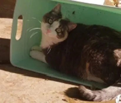 Lost cat in Round Rock, TX, 78681