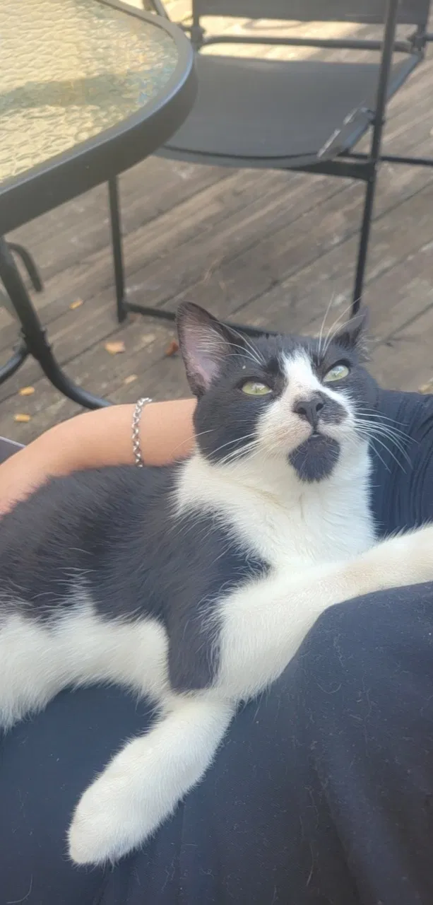 Lost cat in Powder Springs, GA, 30127