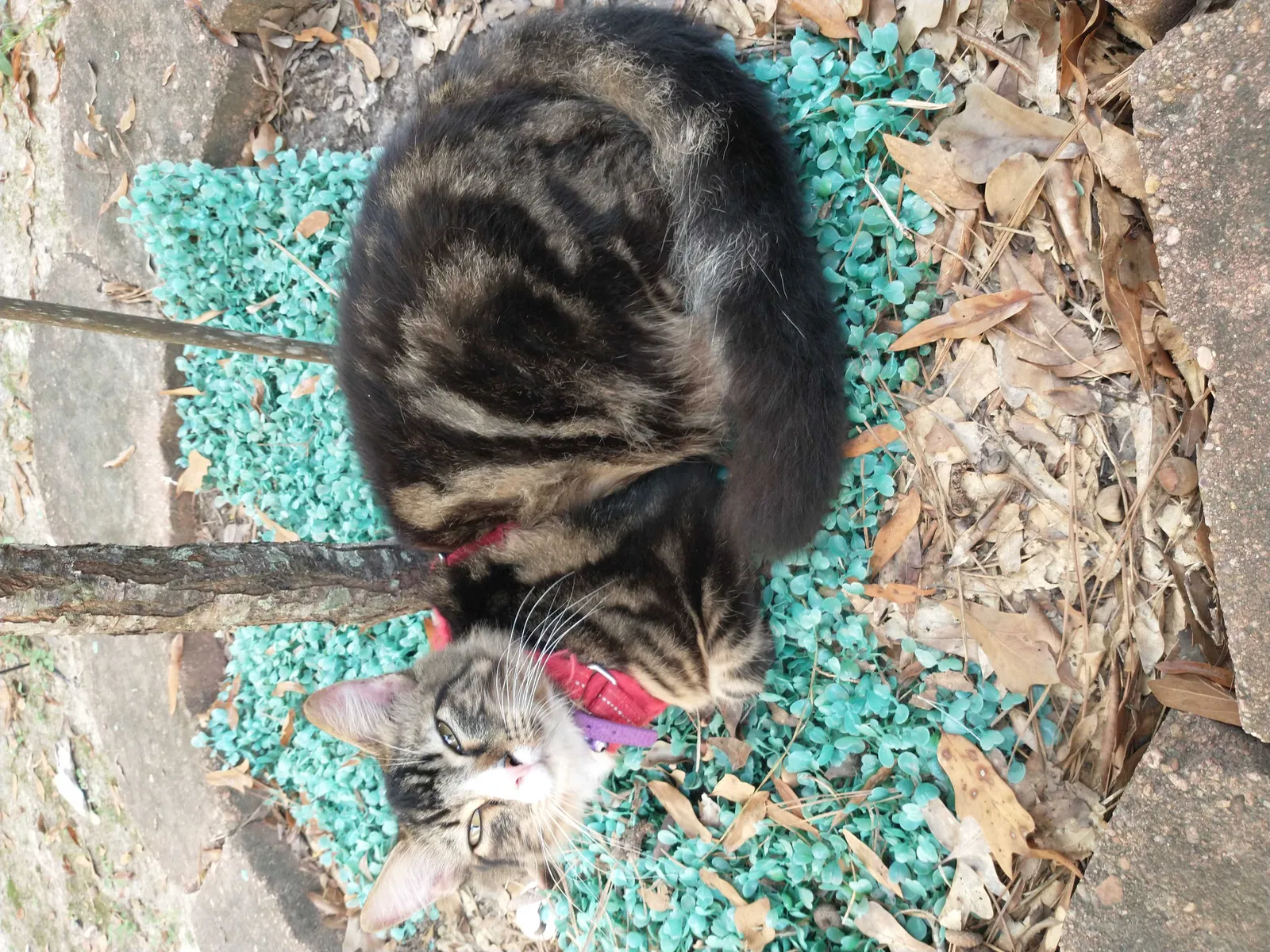 Lost cat in Spring, TX, 77373