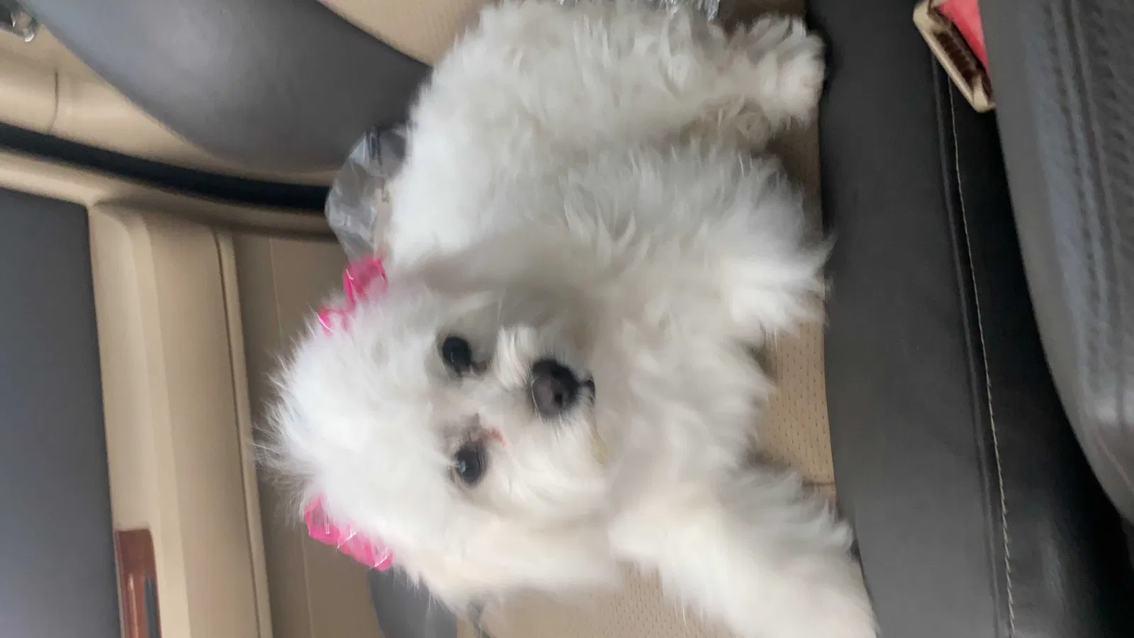 Lost dog in Chaparral, NM, 88081