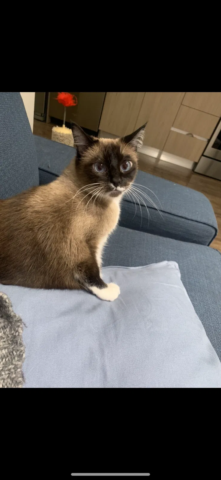 Lost cat in San Diego, CA, 92120