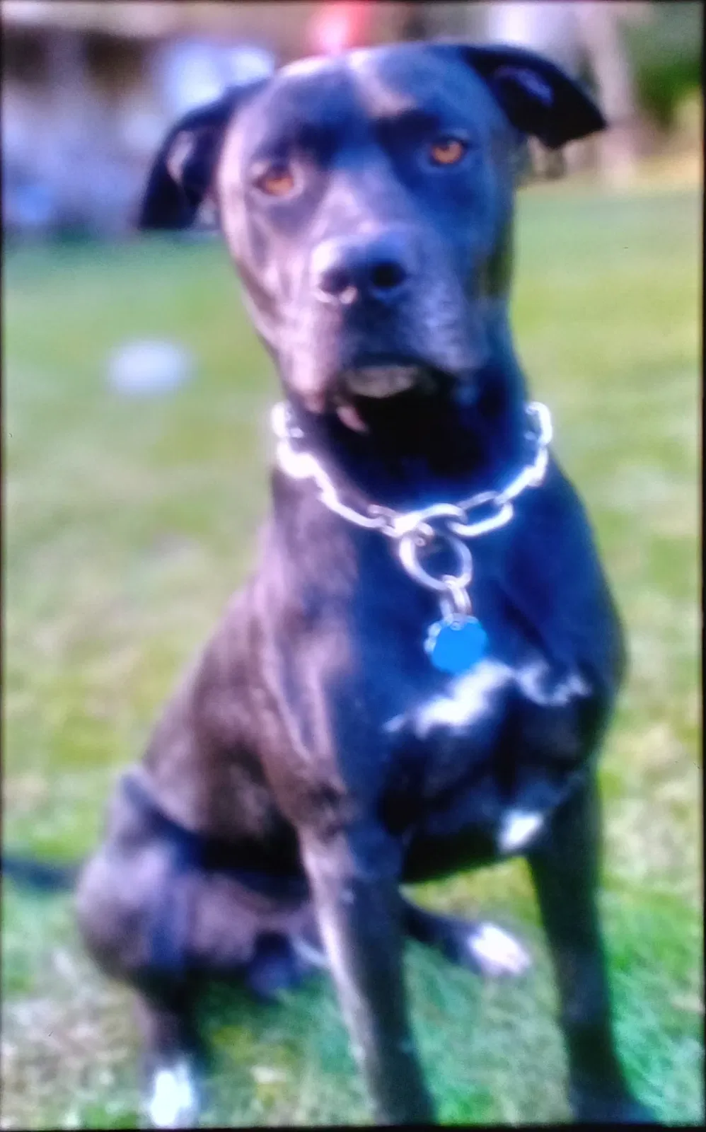 Lost dog in Saucier, MS, 39574
