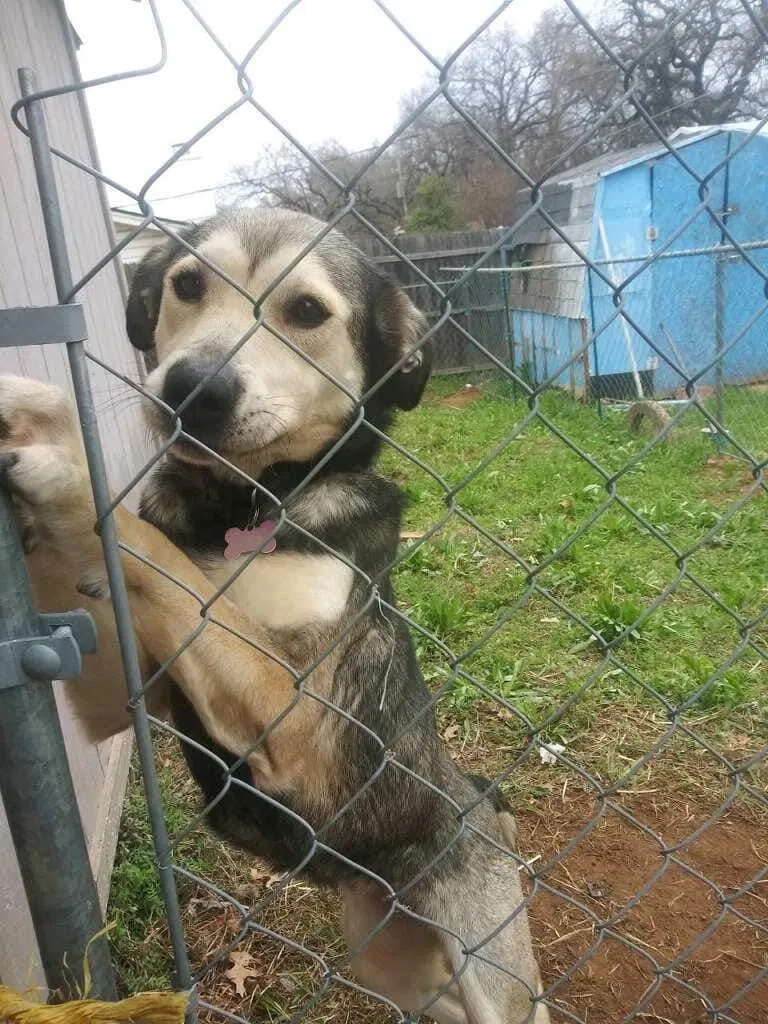 Lost dog in Haltom City, TX, 76117
