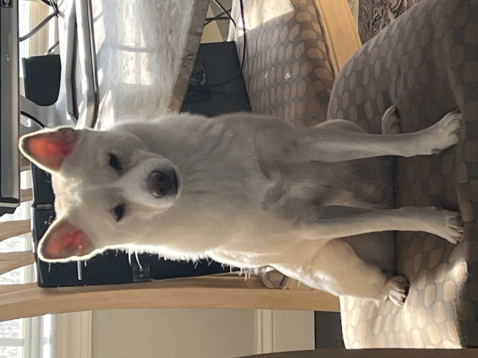 Lost dog in Ashburn, VA, 20147