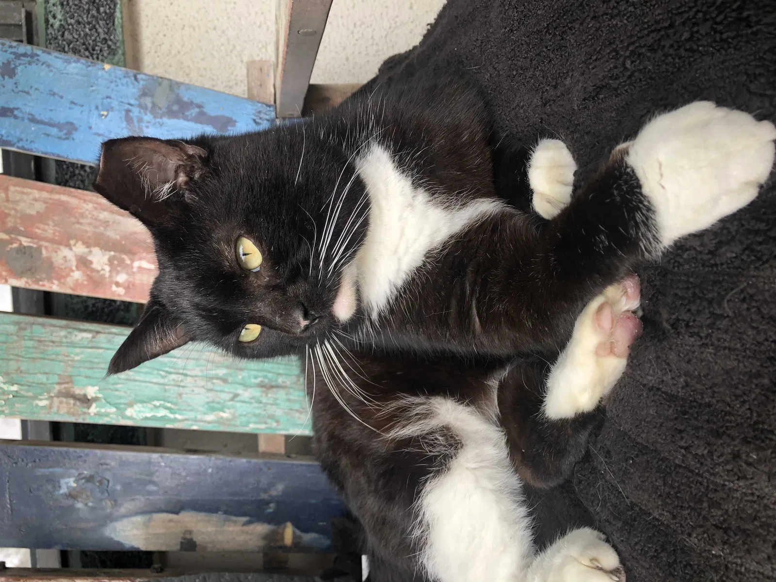 Found cat in Dunnellon, FL, 34433