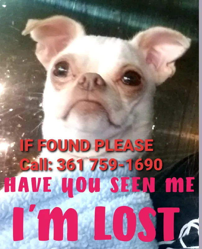 Lost dog in Corpus Christi, TX, 78411