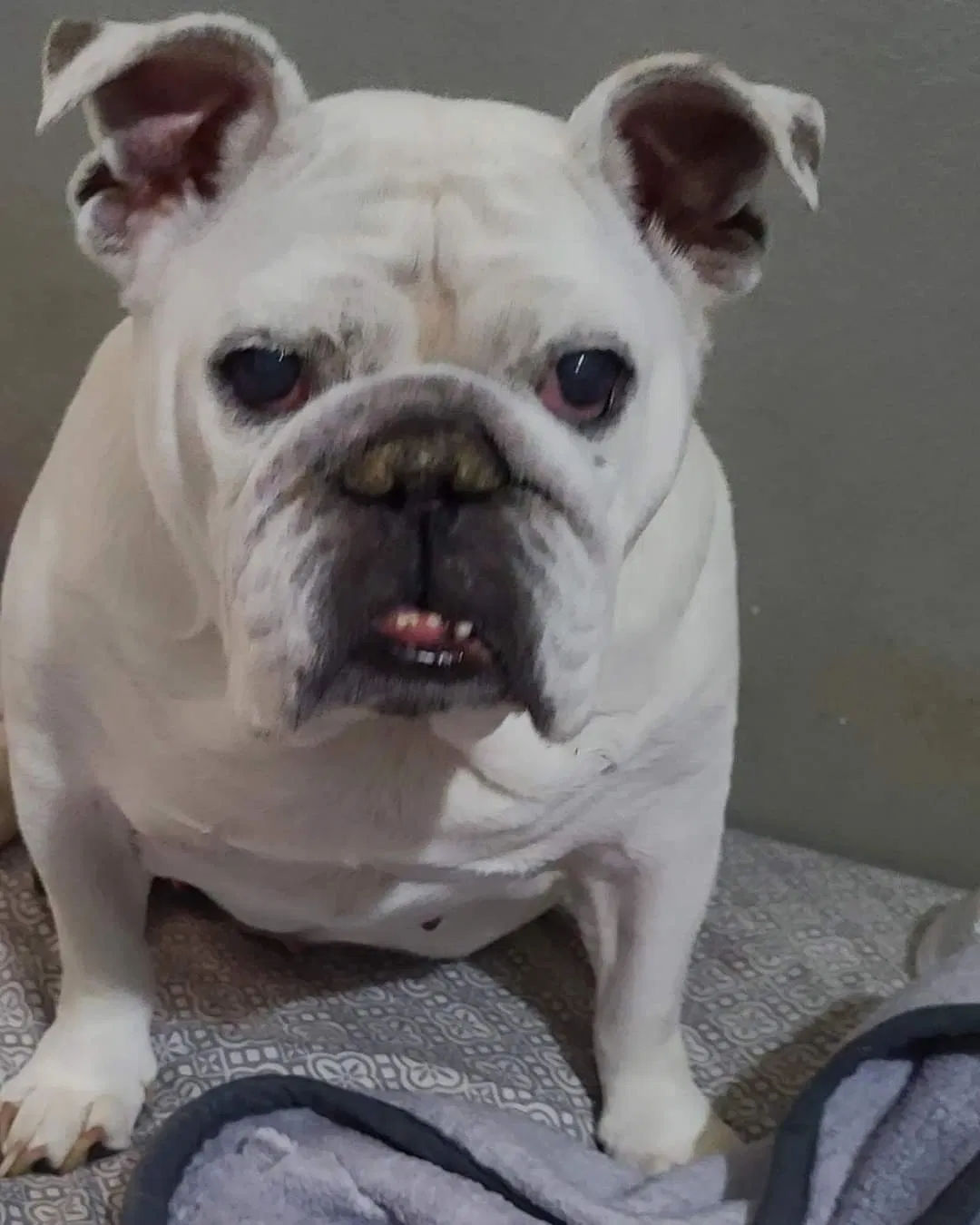 Lost dog in San Antonio, TX, 78223