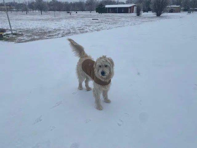 Lost dog in Anna, TX, 75409