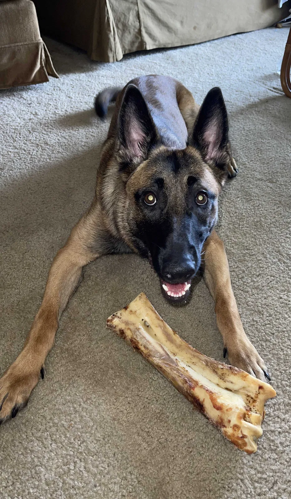 Lost dog in Indianapolis, IN, 46202