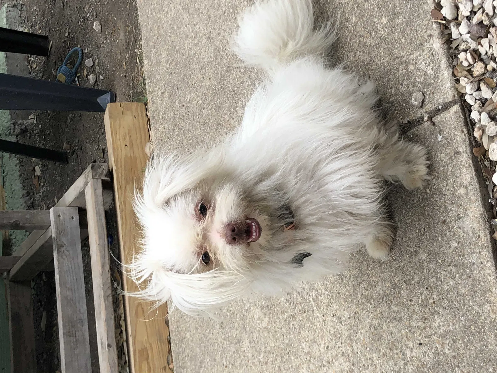 Lost dog in San Antonio, TX, 78211