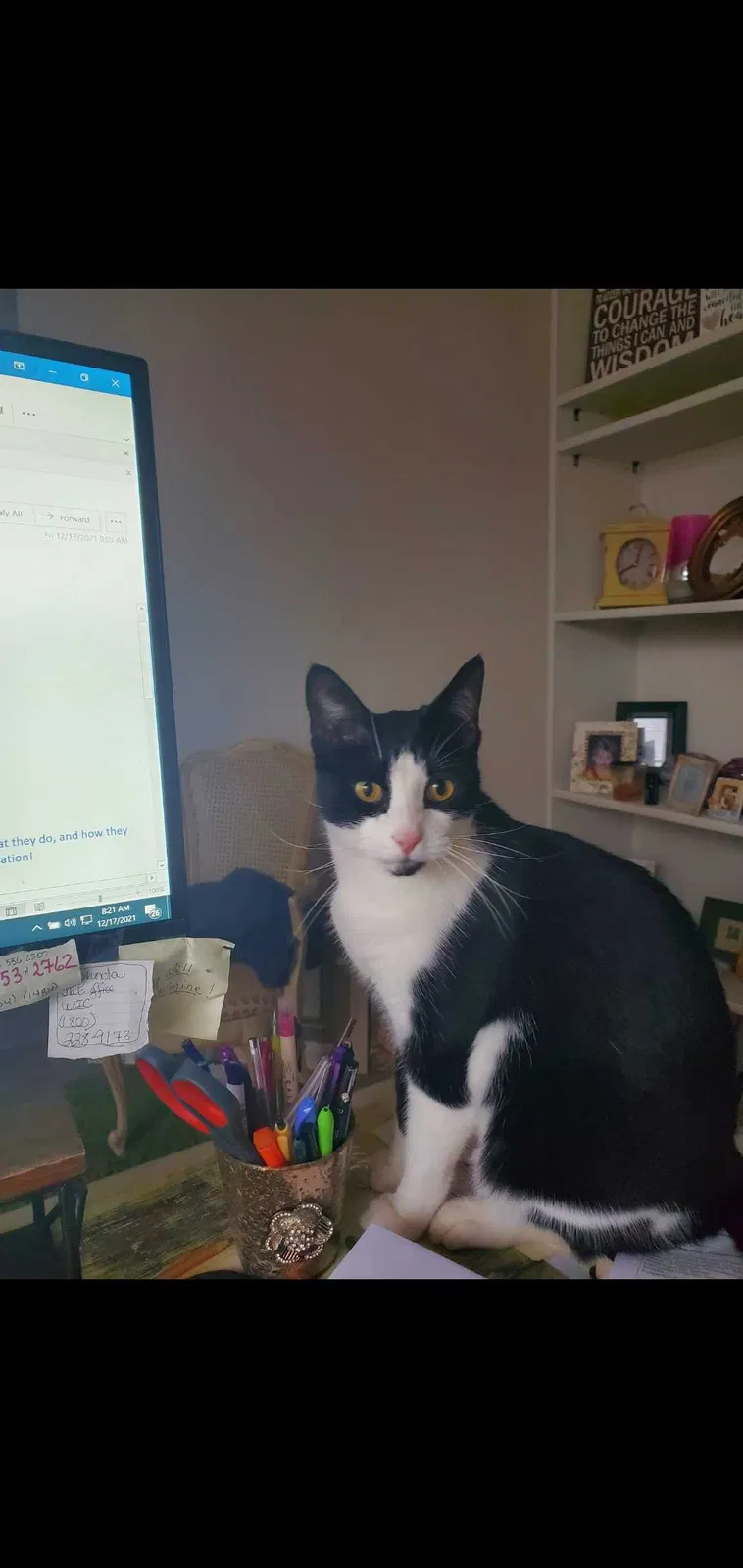 Lost cat in Marietta, GA, 30060