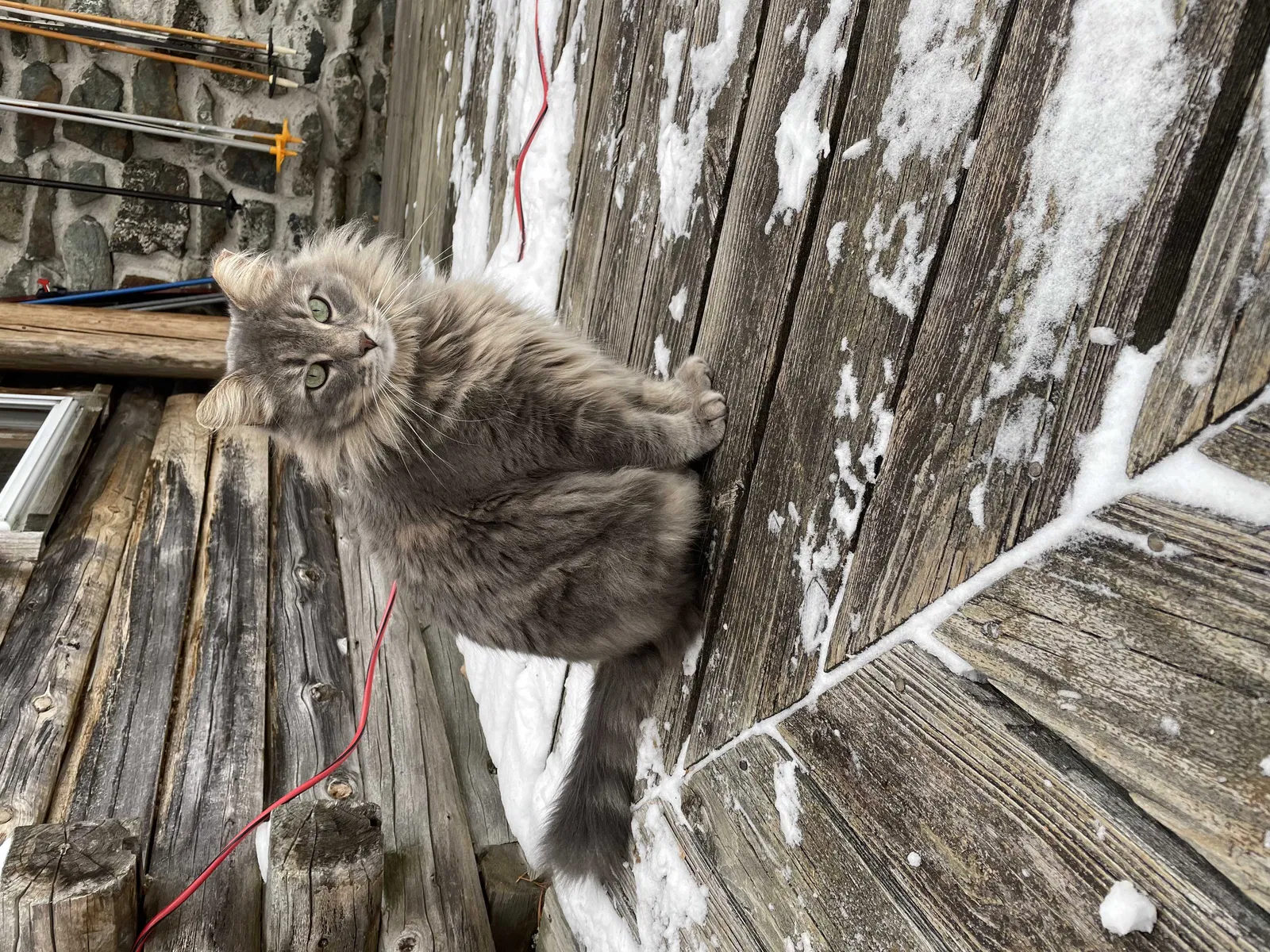Lost cat in Westfield, NJ, 7090
