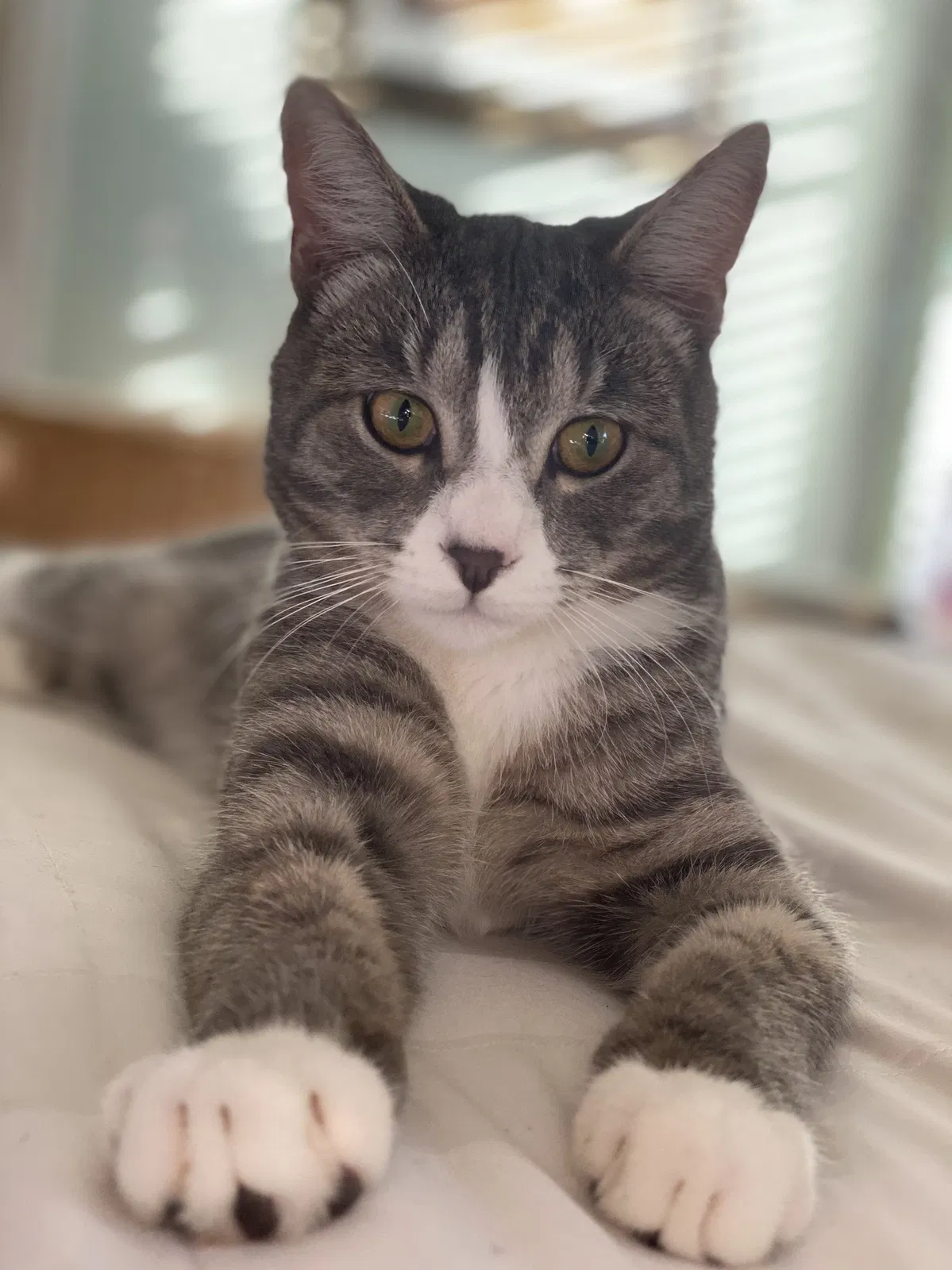 Lost cat in Rockledge, FL, 32955