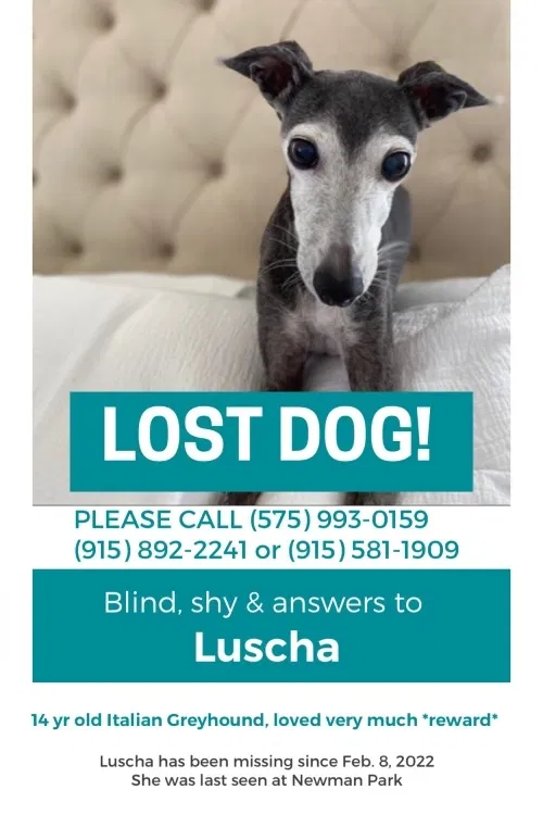 Lost dog in El Paso, TX, 79930