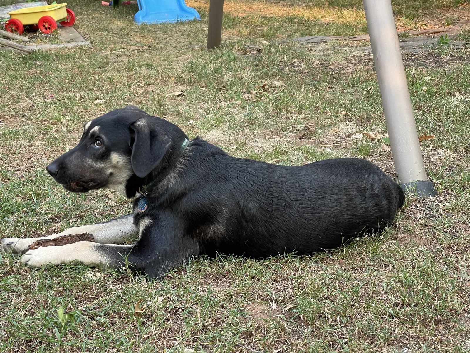 Lost dog in Oklahoma City, OK, 73107