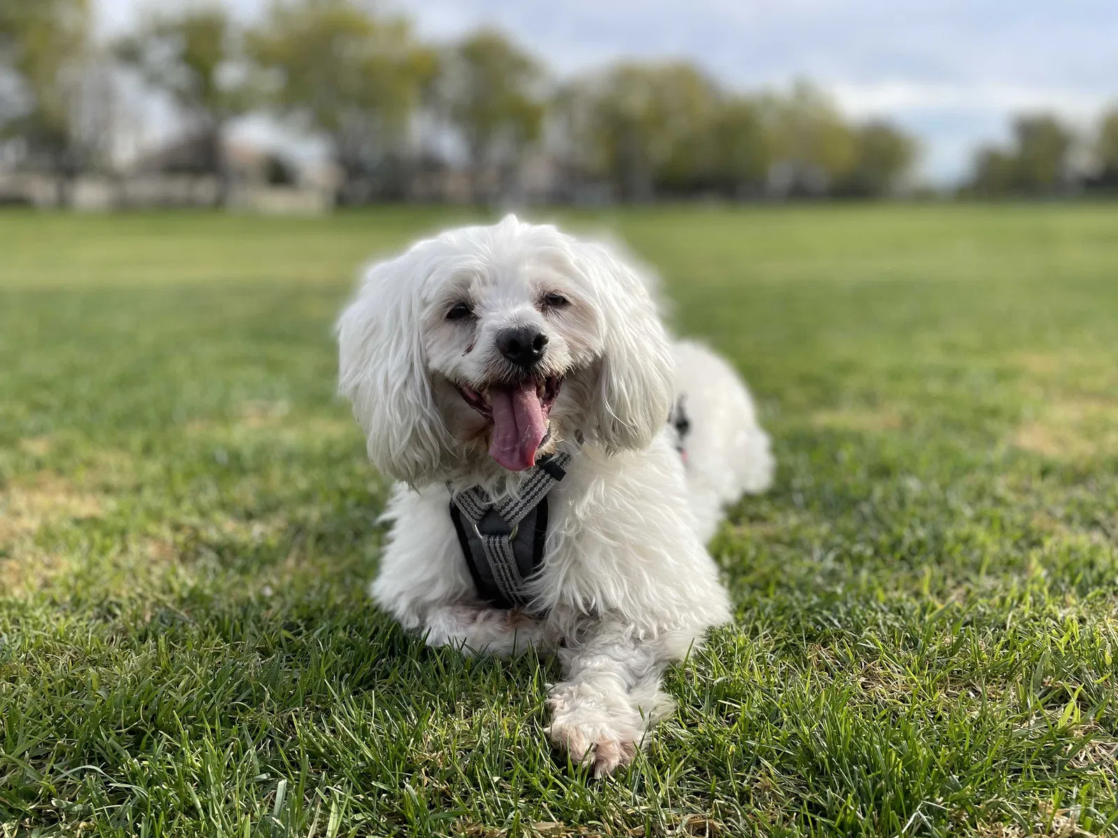 Lost dog in Fontana, CA, 92336