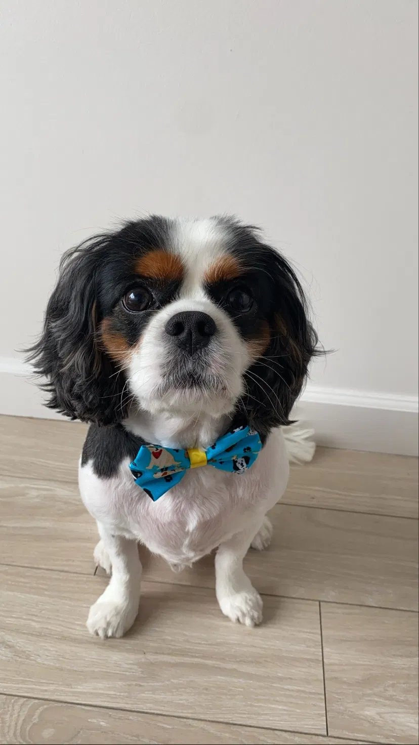Lost dog in Denver, CO, 80221