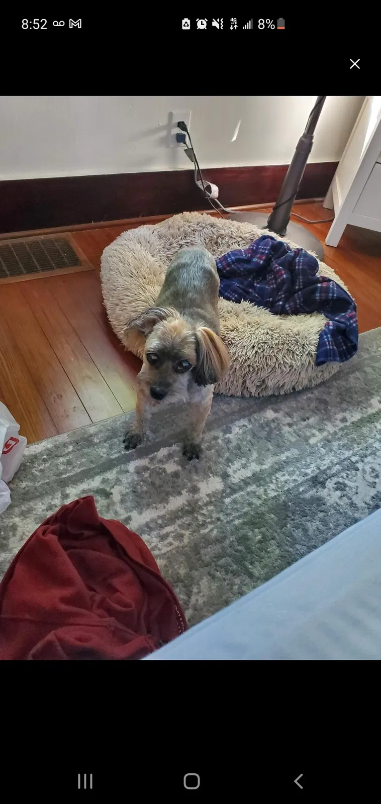 Lost dog in Birmingham, AL, 35222