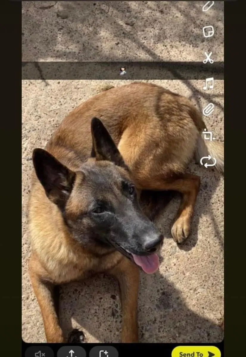 Lost dog in Brownsville, TX, 78521
