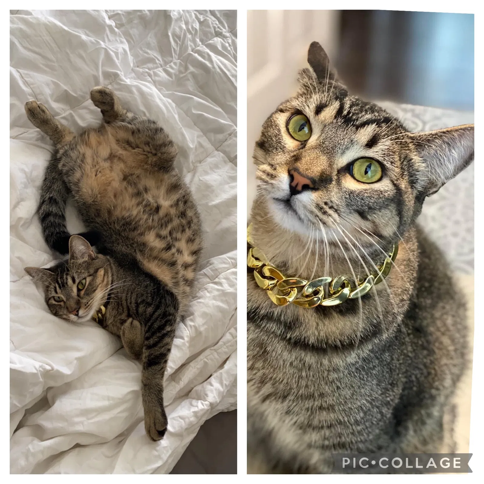 Lost cat in Lake Jackson, TX, 77566
