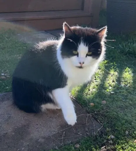 Lost cat in Anderson, SC, 29626