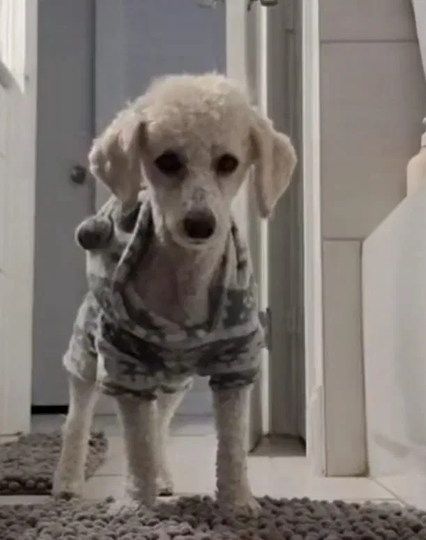 Lost dog in Baton Rouge, LA, 70806