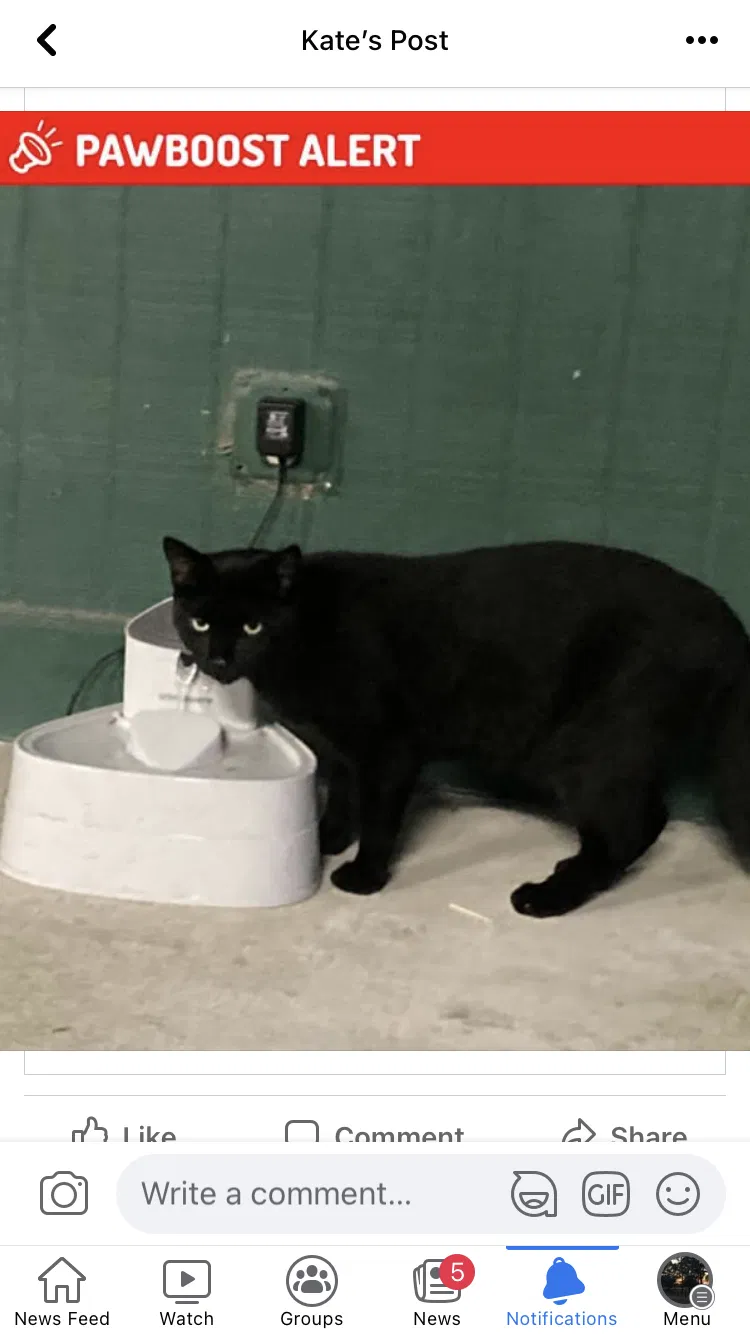Lost cat in Green Cove Springs, FL, 32043