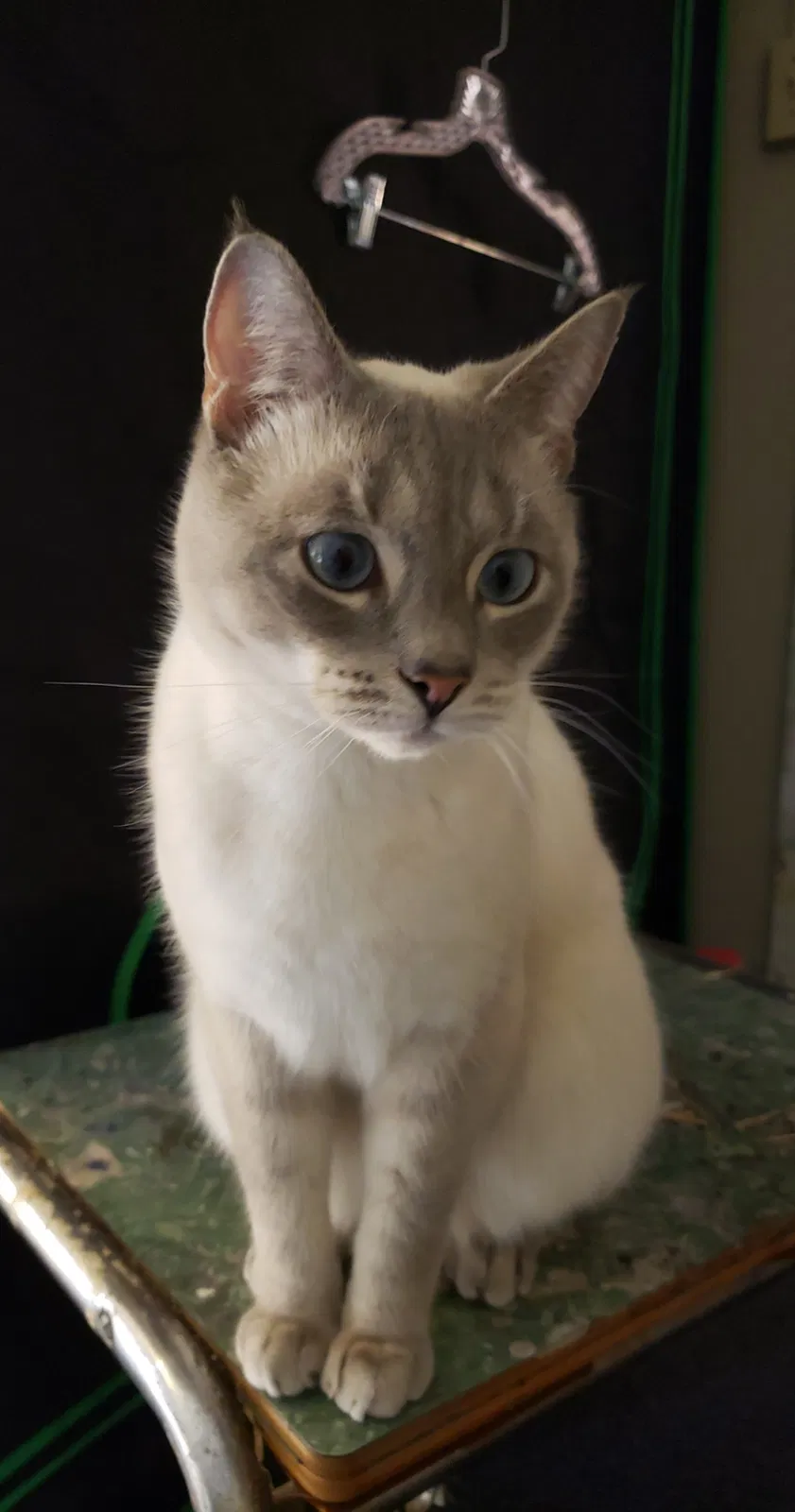 Lost cat in Dayville, CT, 6241