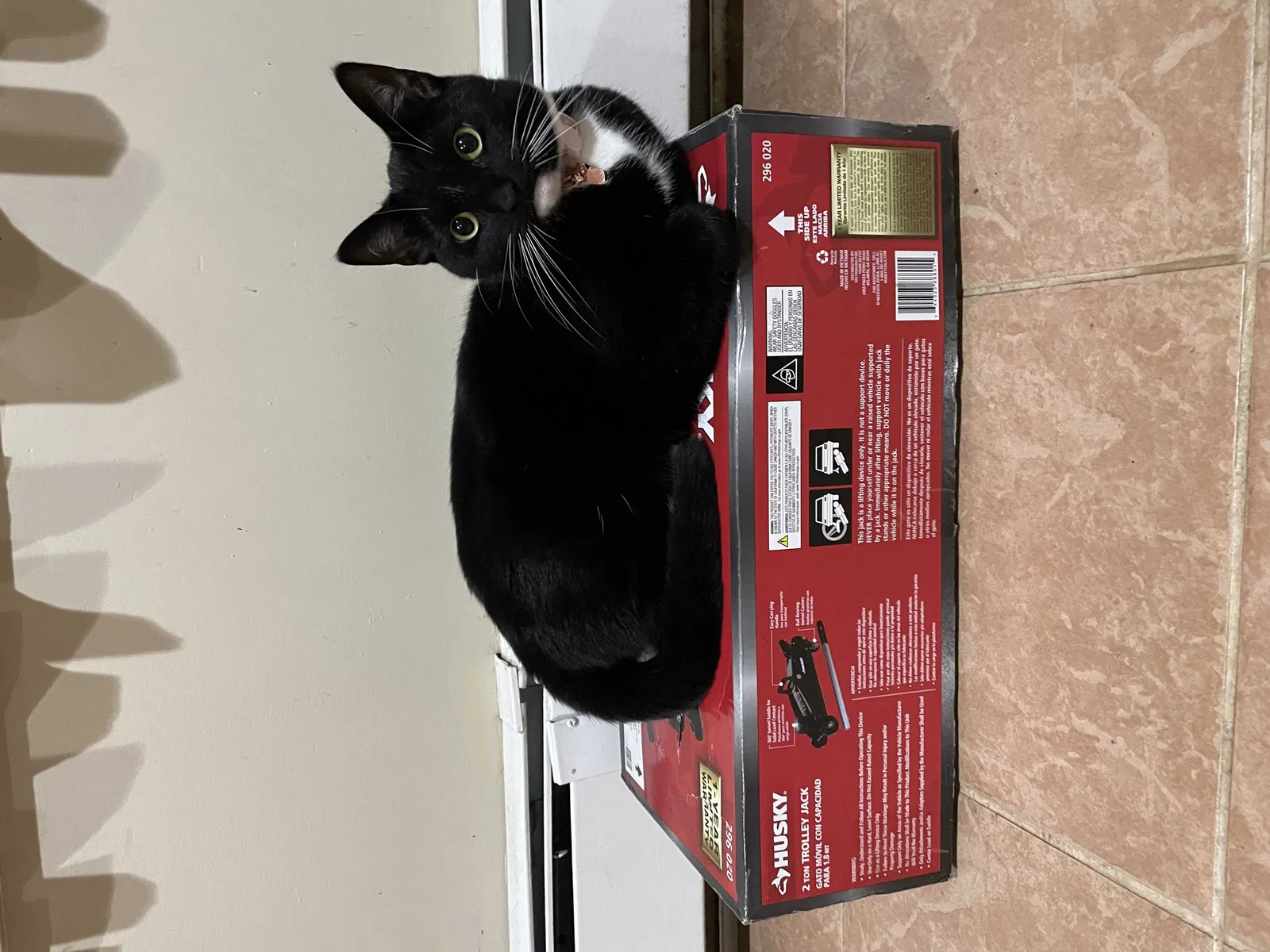 Lost cat in Stamford, CT, 6902