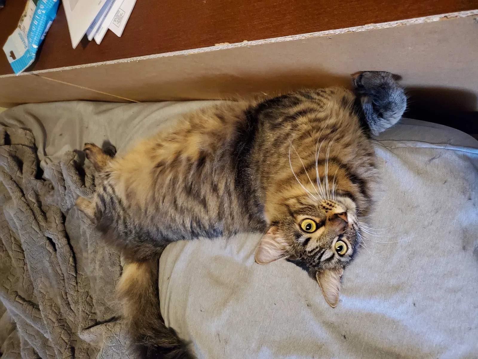 Lost cat in Katy, TX, 77449