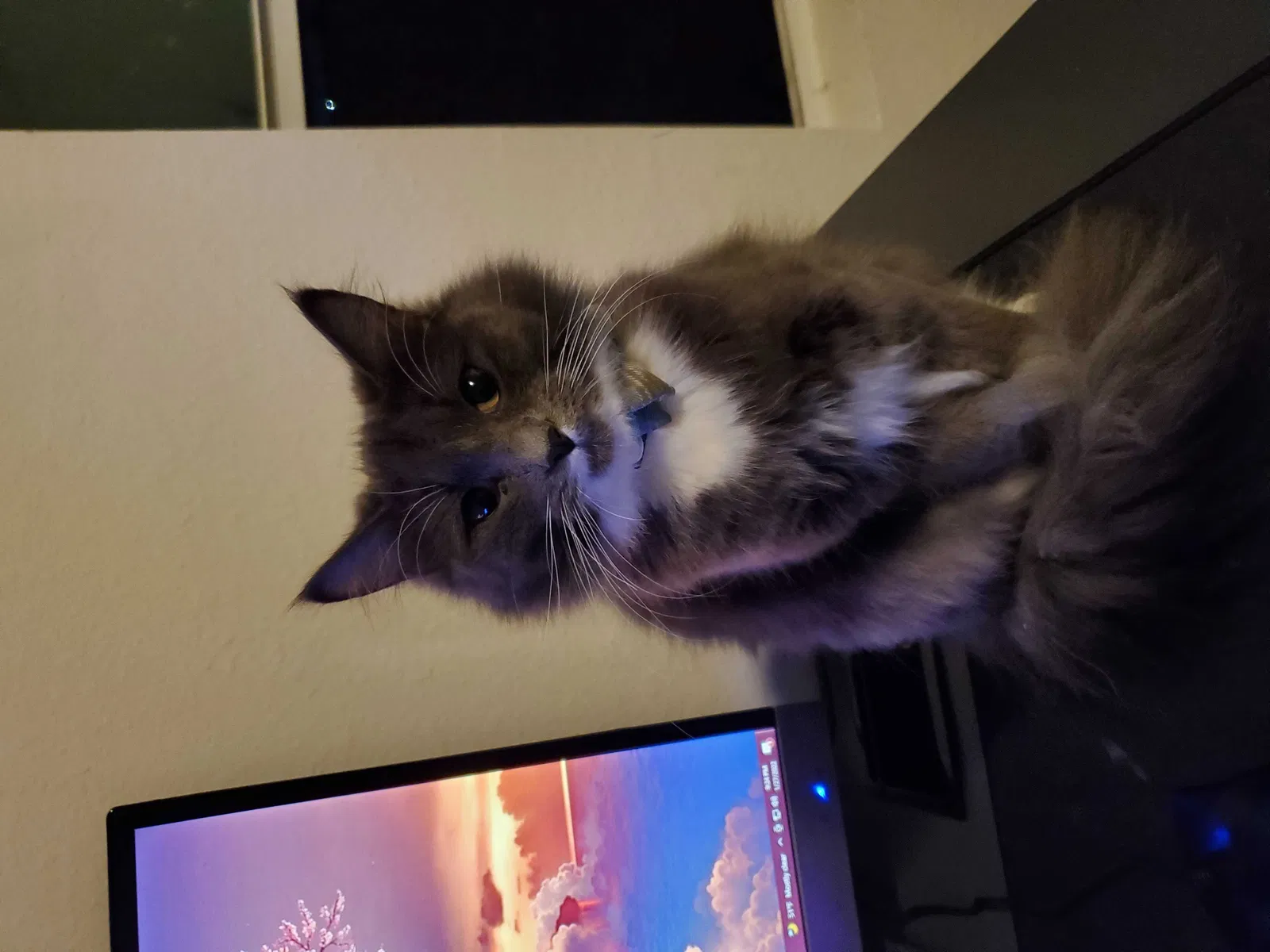 Lost cat in Katy, TX, 77449