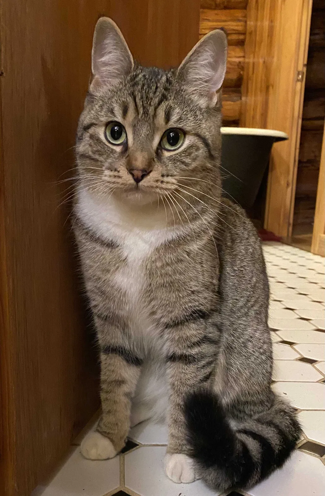 Lost cat in Maple Valley, WA, 98038