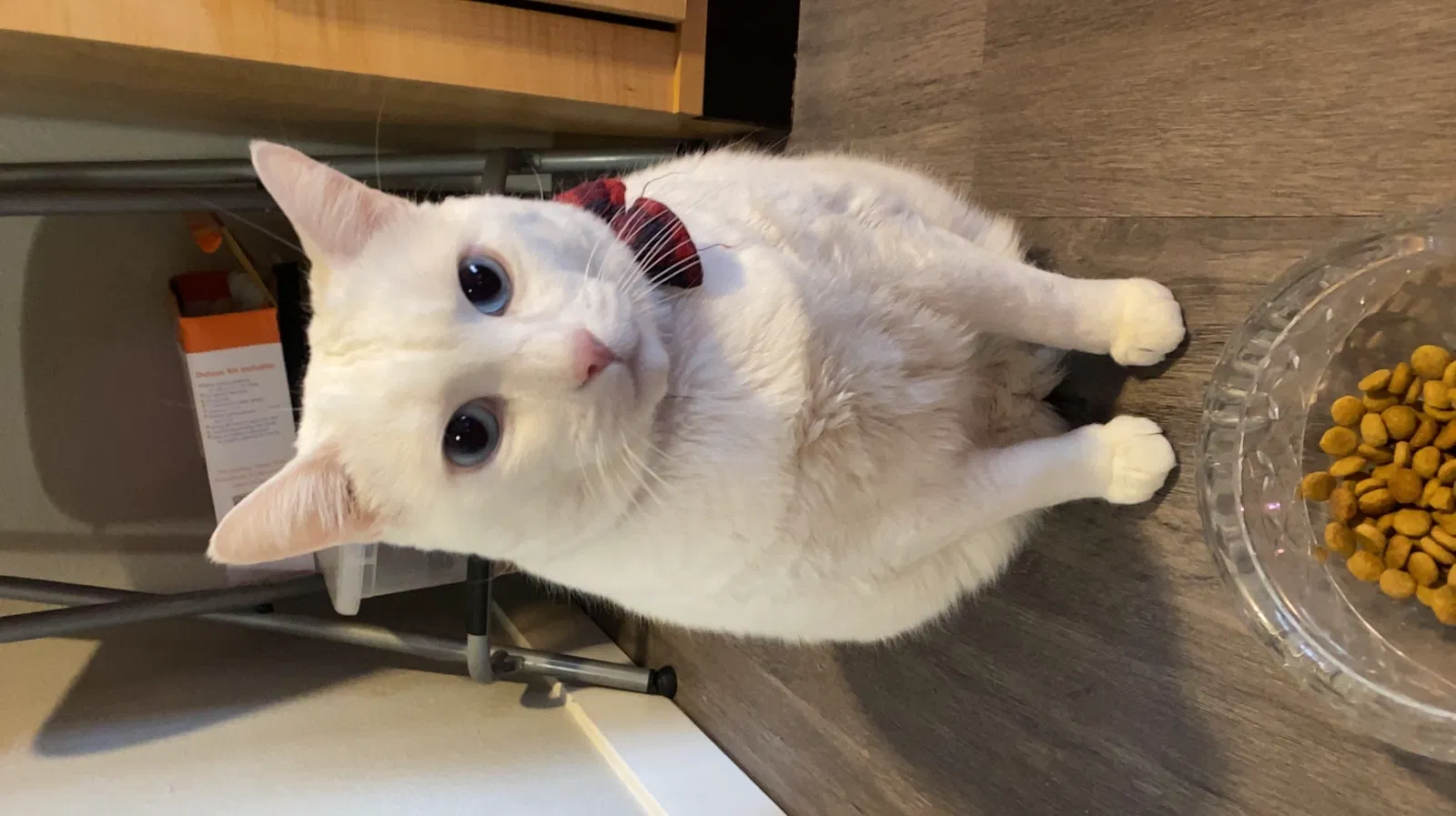 Lost cat in Vancouver, WA, 98684