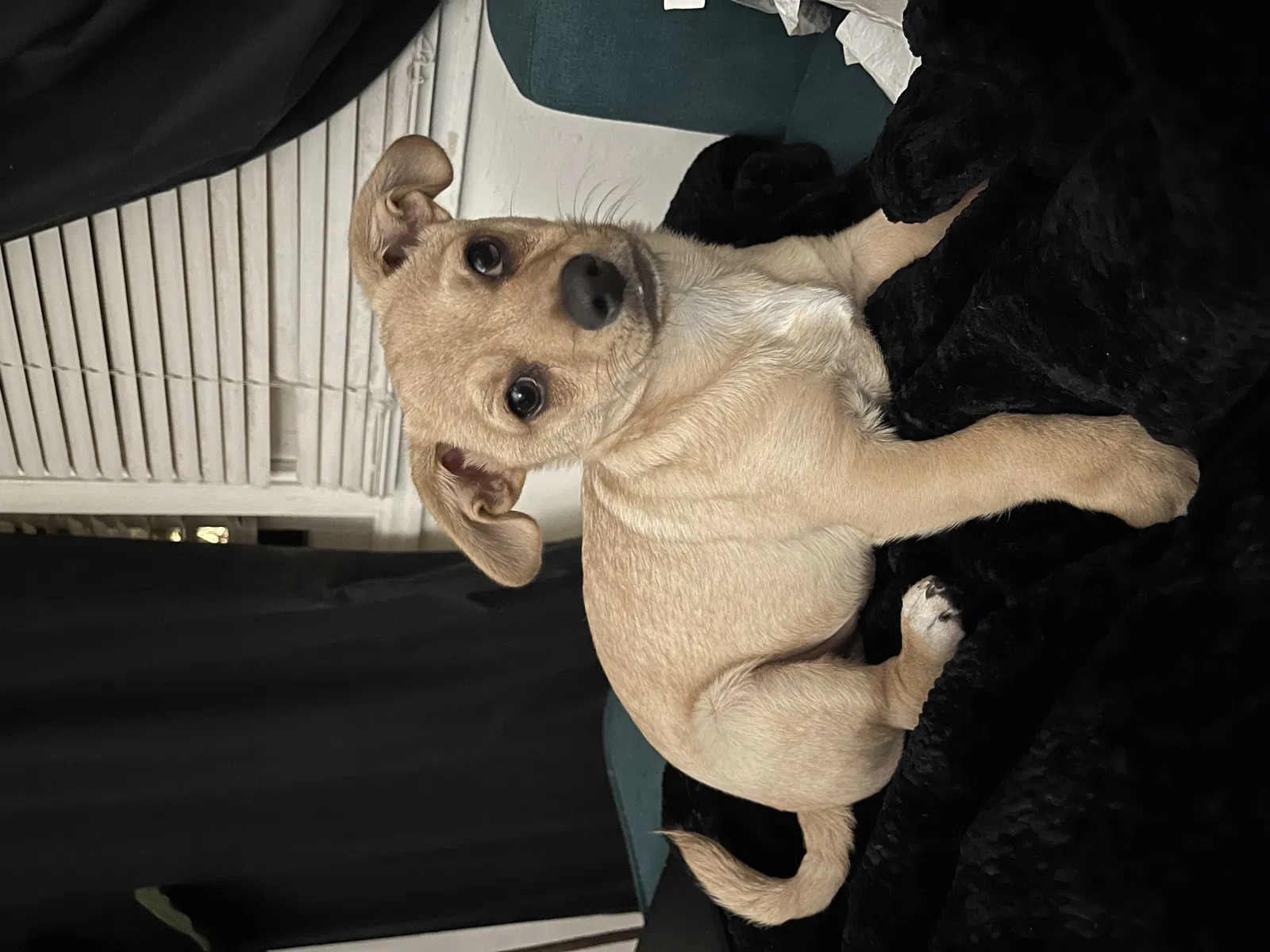 Lost dog in San Diego, CA, 92115