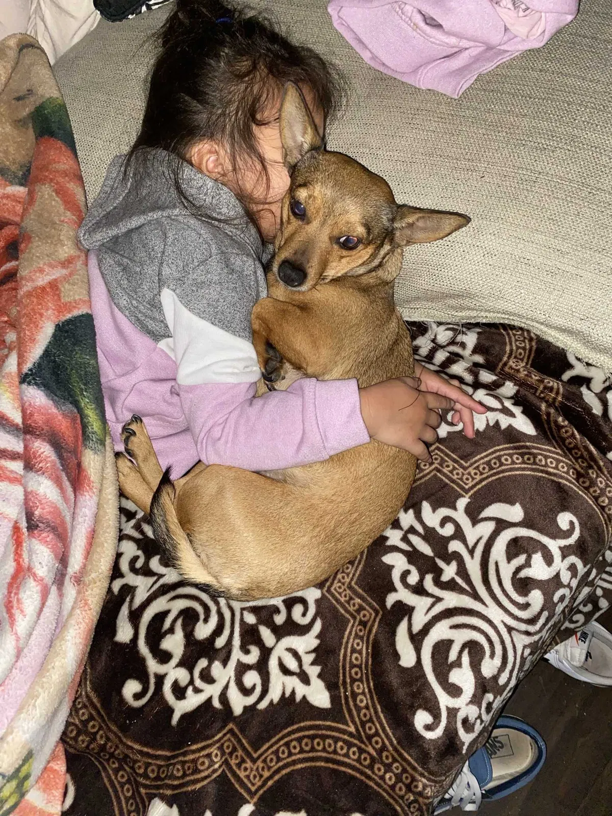 Lost dog in Anaheim, CA, 92802