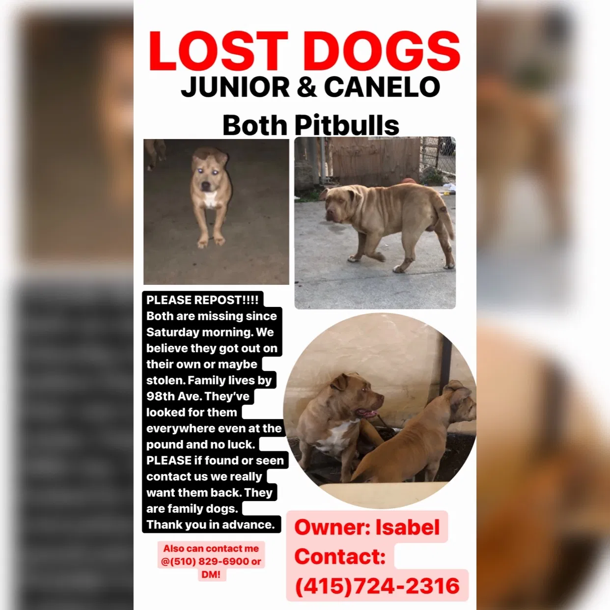 Lost dog in Oakland, CA, 94603