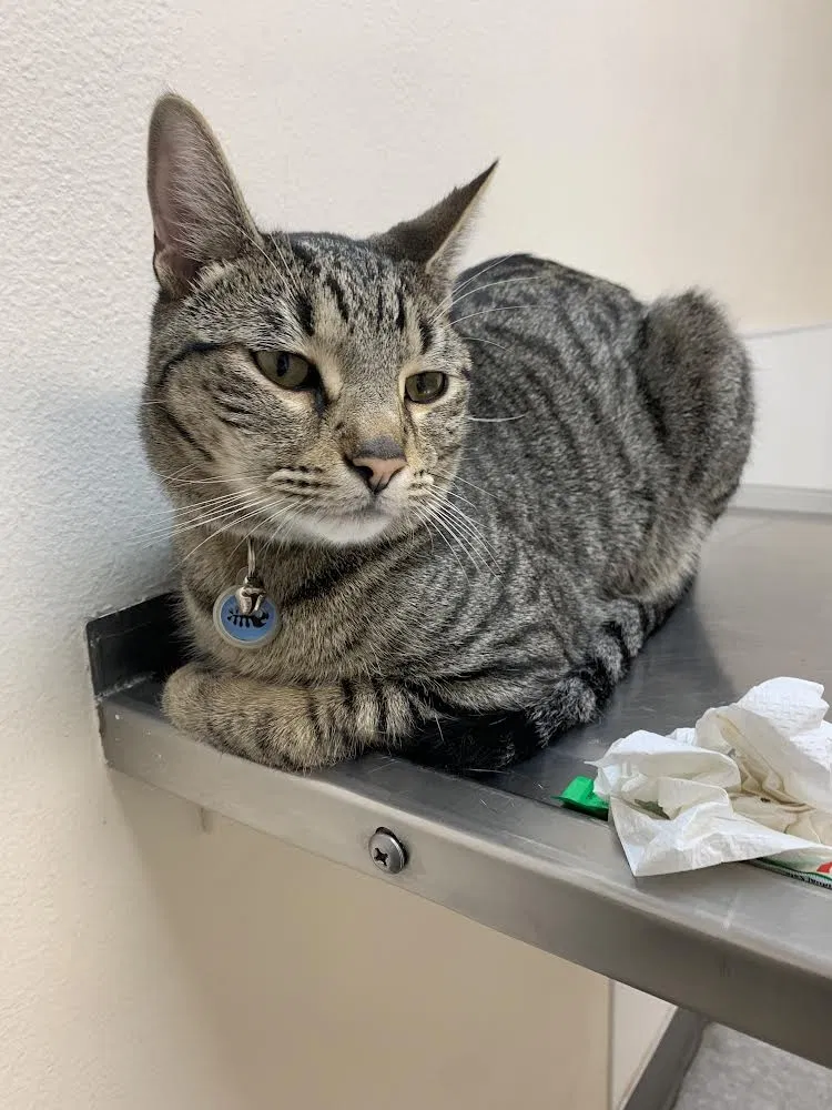 Lost cat in Riverside, CA, 92503