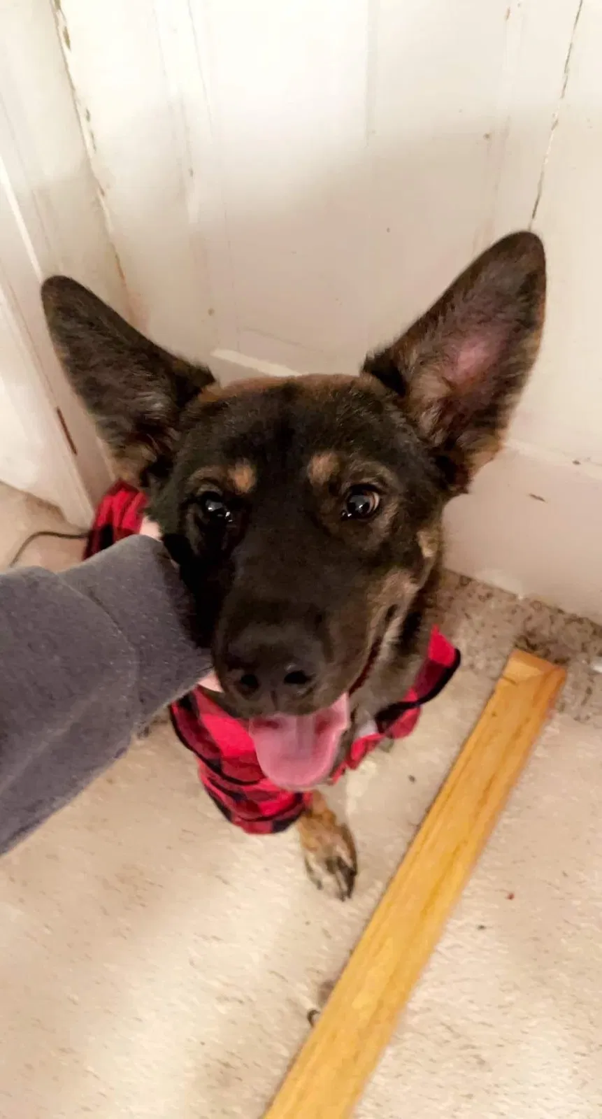 Lost dog in Missouri Valley, IA, 51555