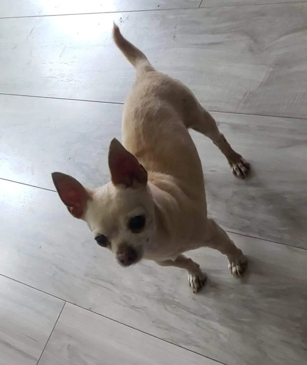 Lost dog in Bellflower, CA, 90706