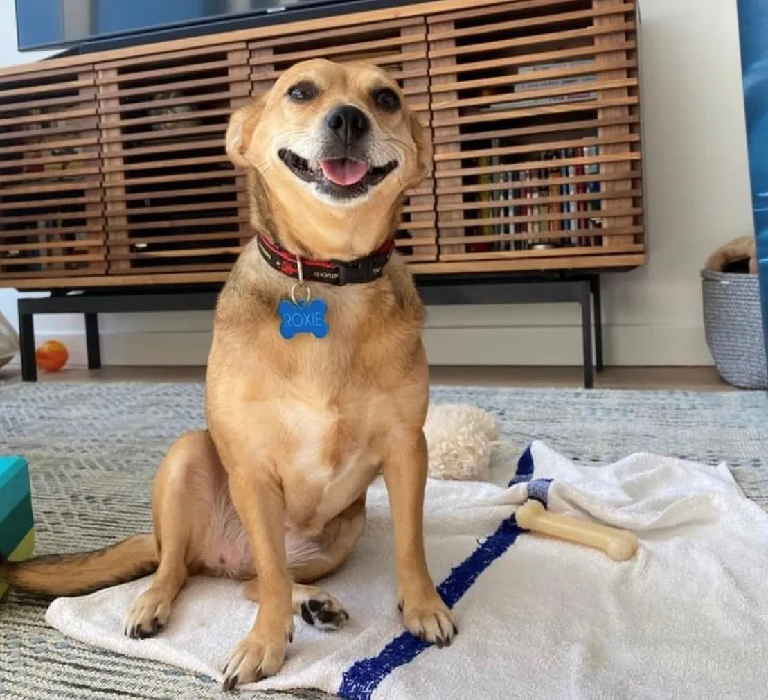 Lost dog in Mount Pleasant, SC, 29466