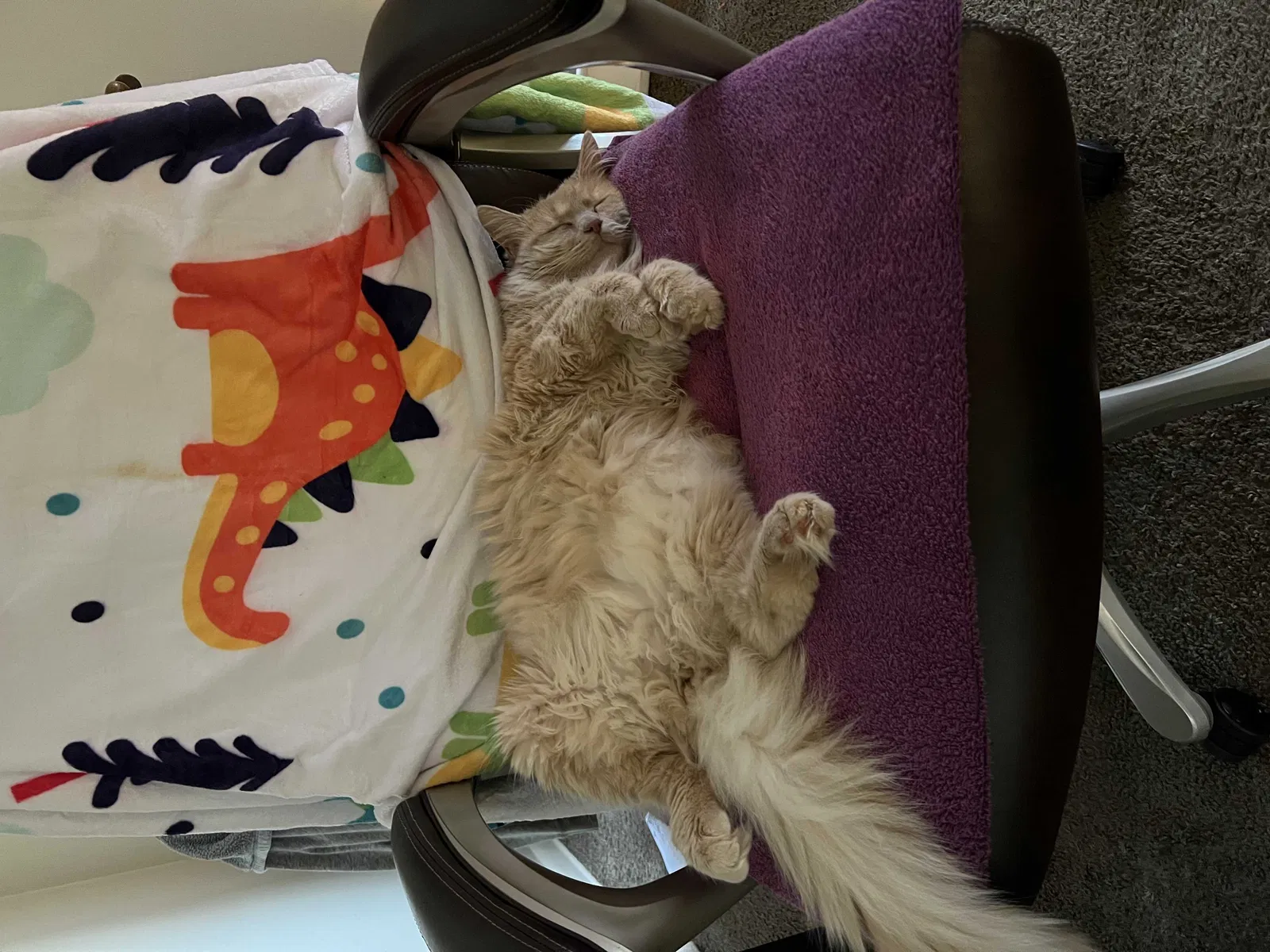 Lost cat in Columbus, OH, 43214