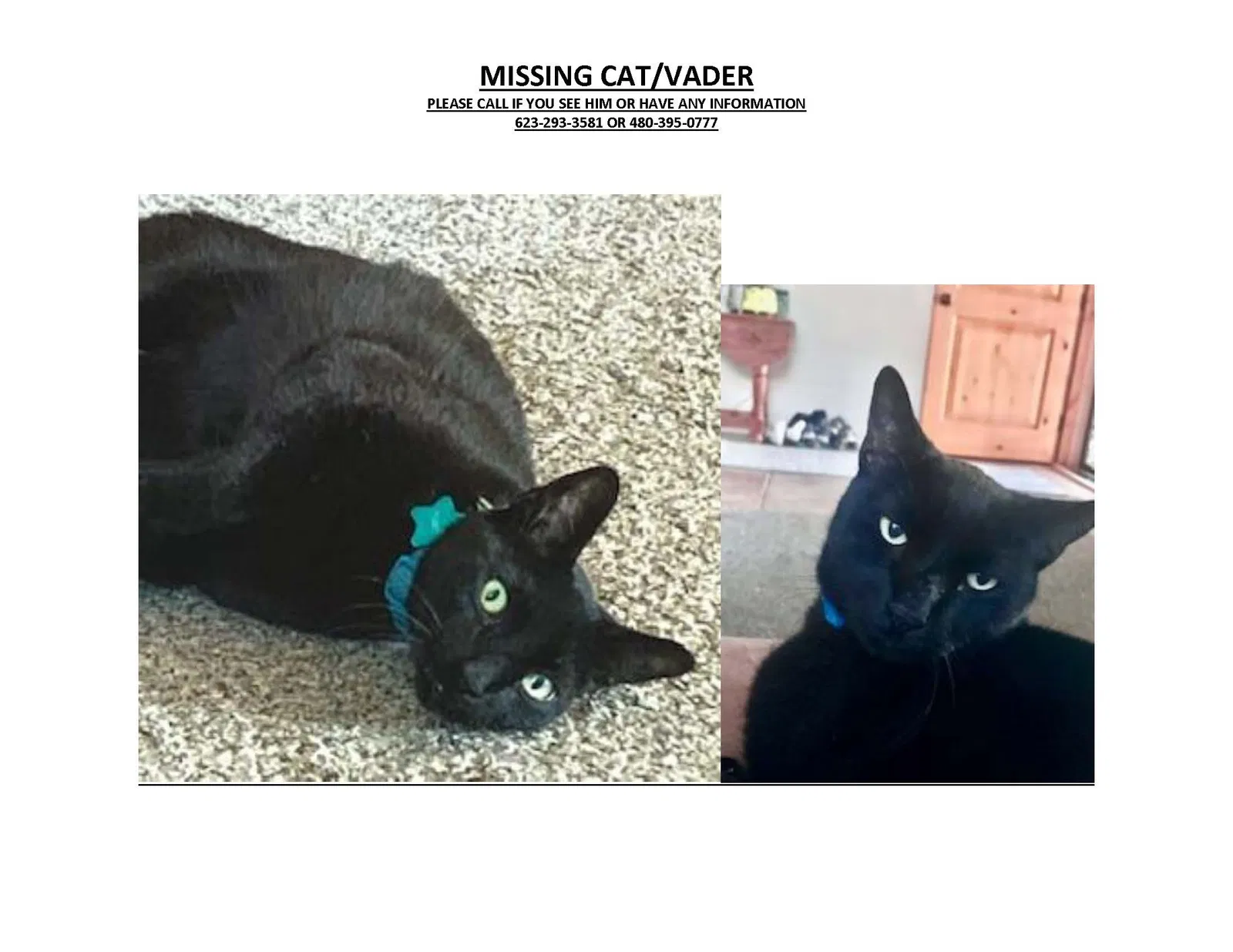 Lost cat in Glendale, AZ, 85306