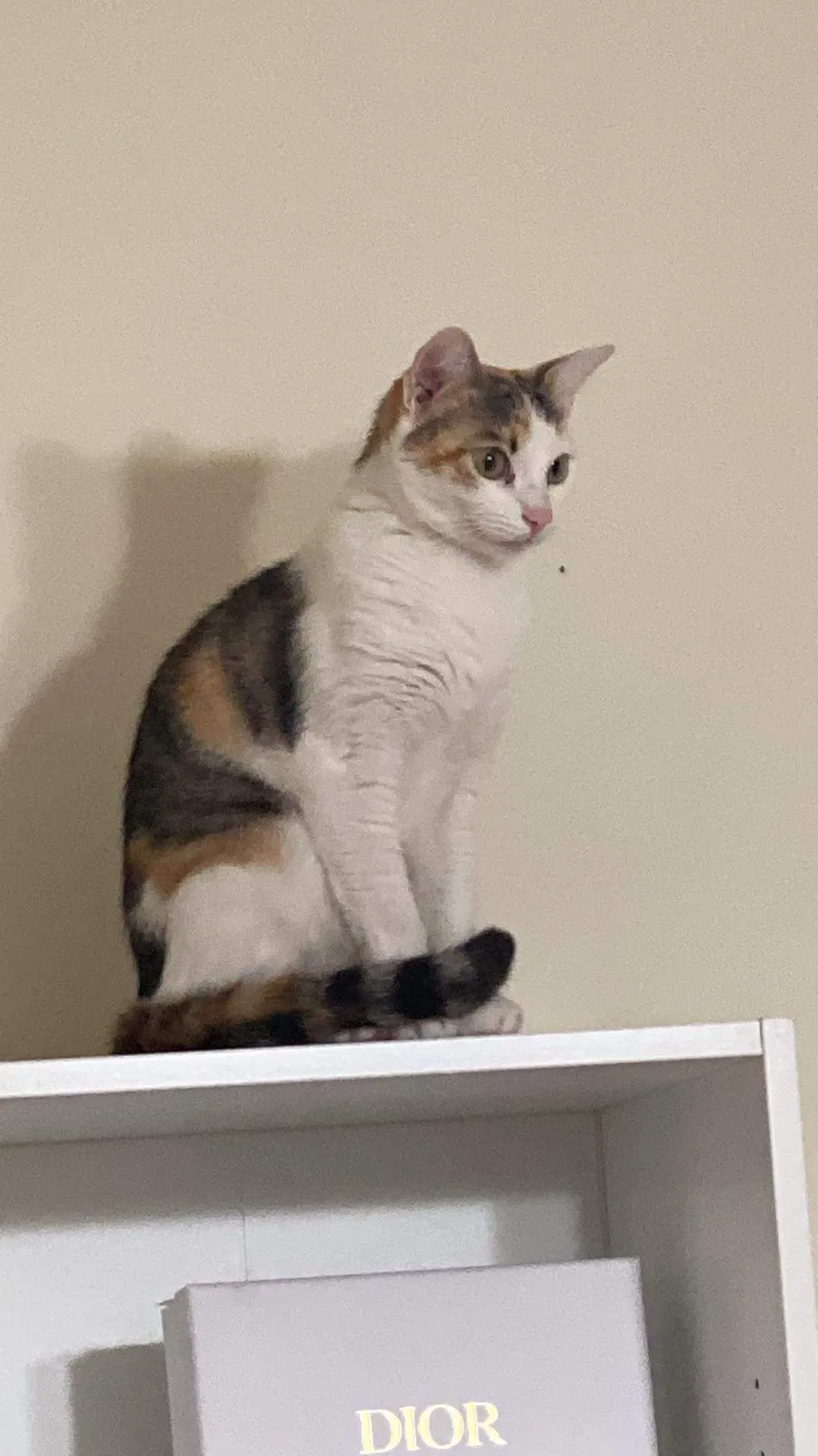 Lost cat in Escondido, CA, 92027