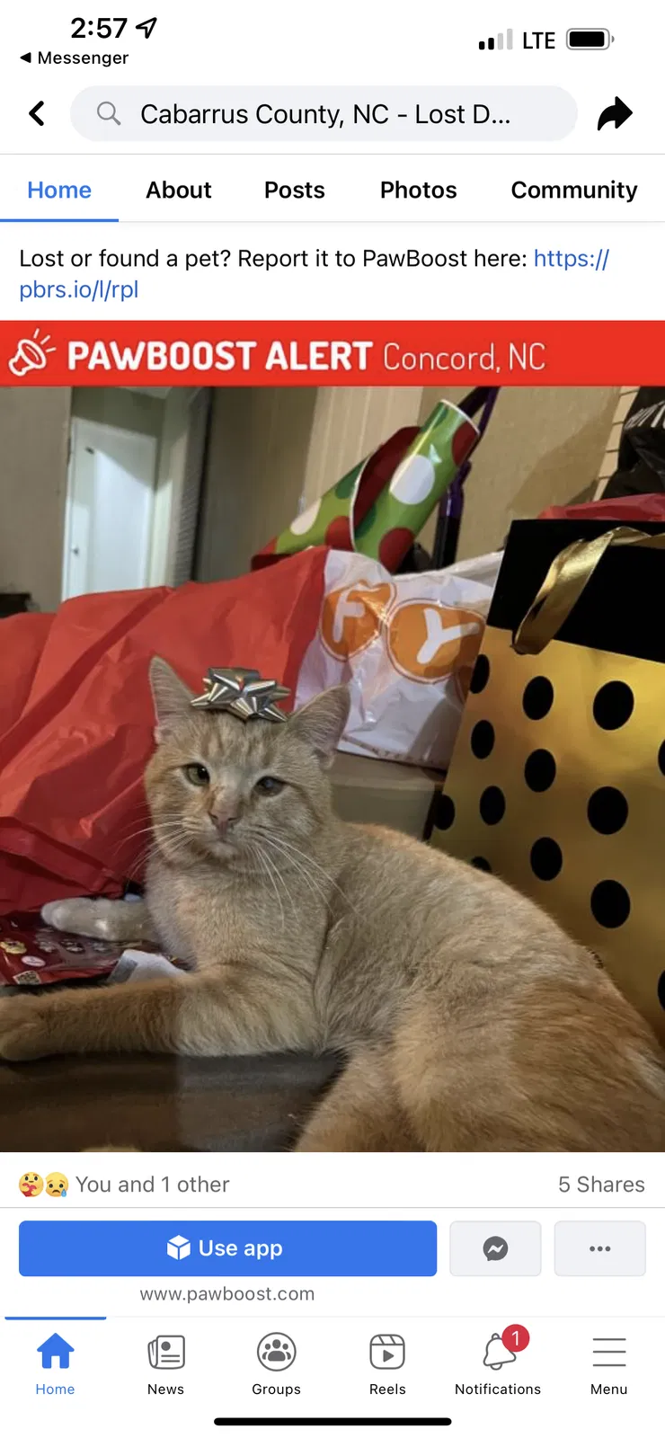 Lost cat in Concord, NC, 28025