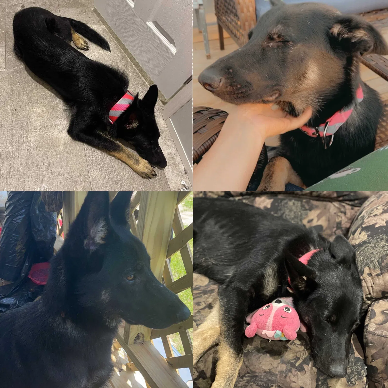 Lost dog in Cleveland, TX, 77327