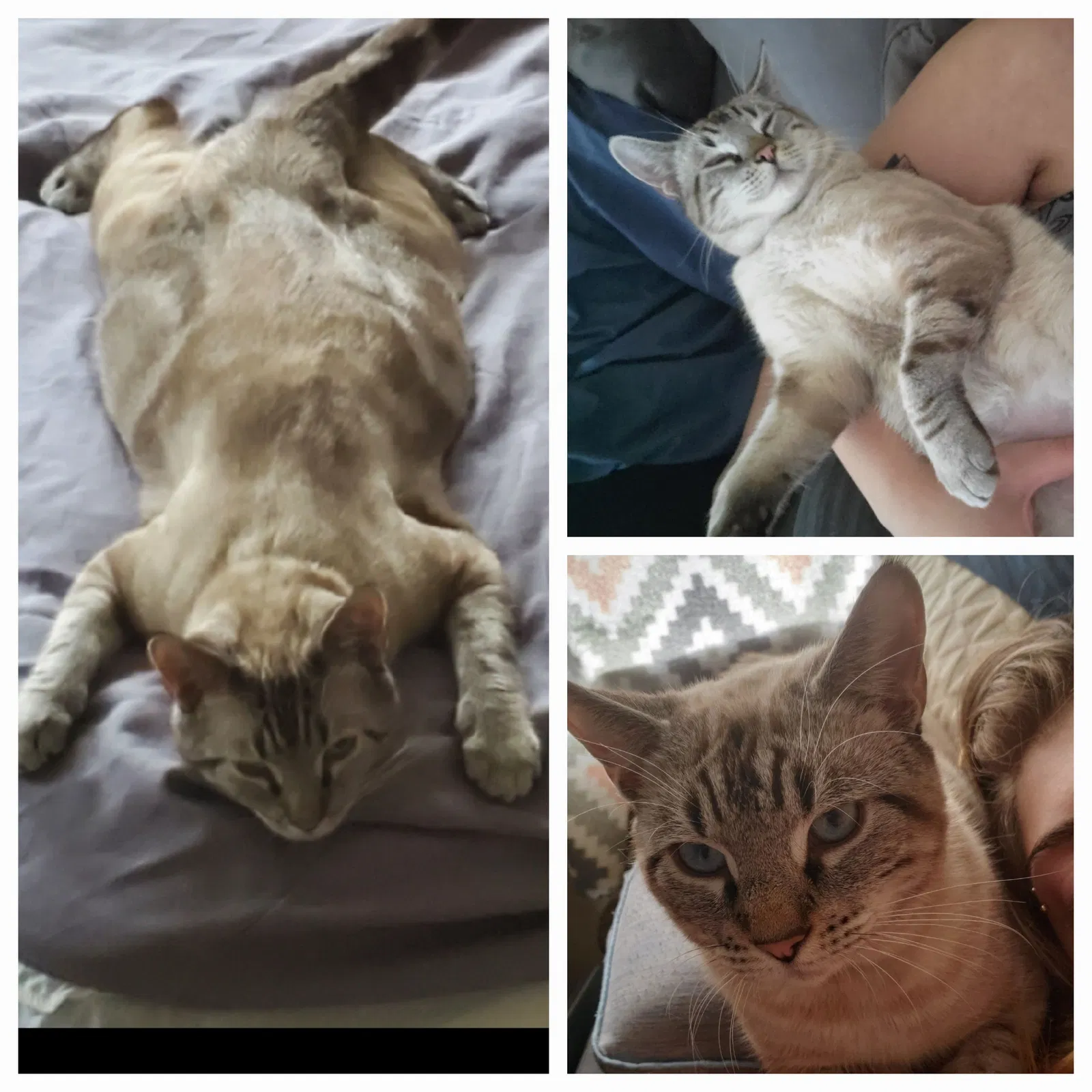 Lost cat in Orange Park, FL, 32073