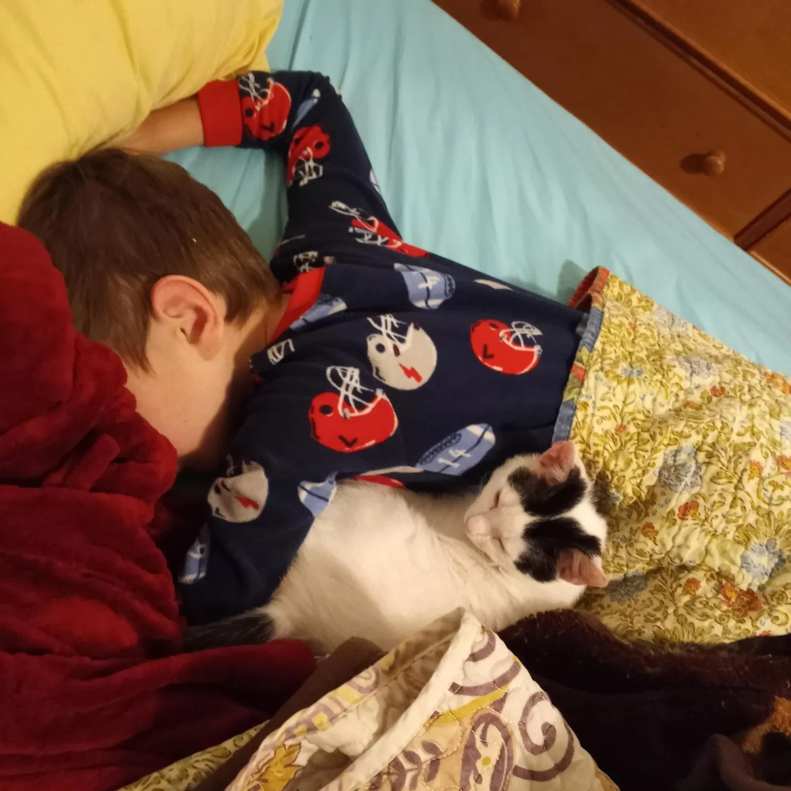 Lost cat in Winston Salem, NC, 27101